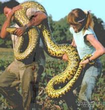 ��ʵ��������,_����Ͷ̥����