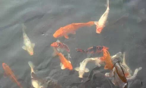 ��������������һ����