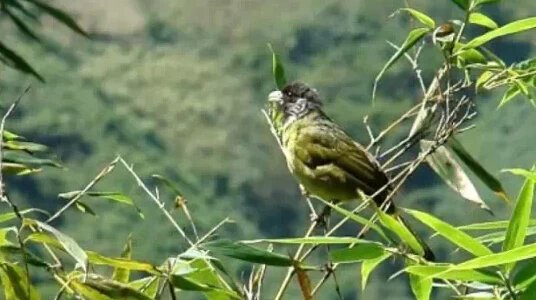 ��������������һ����