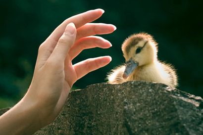 ���ᷨʦ���������Դȱ�֮��_��ʵ���Ĵ��ƽ