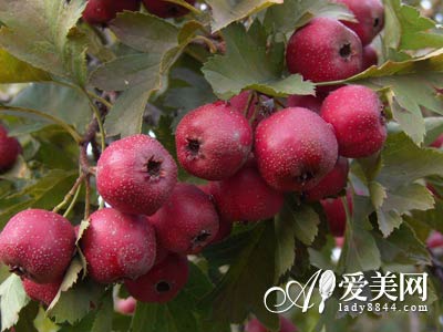 �ó�����Ч_������ʮ����Ѽ���ˮ��