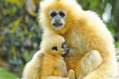 ����ĸ����ѷ����_������Ȼ����