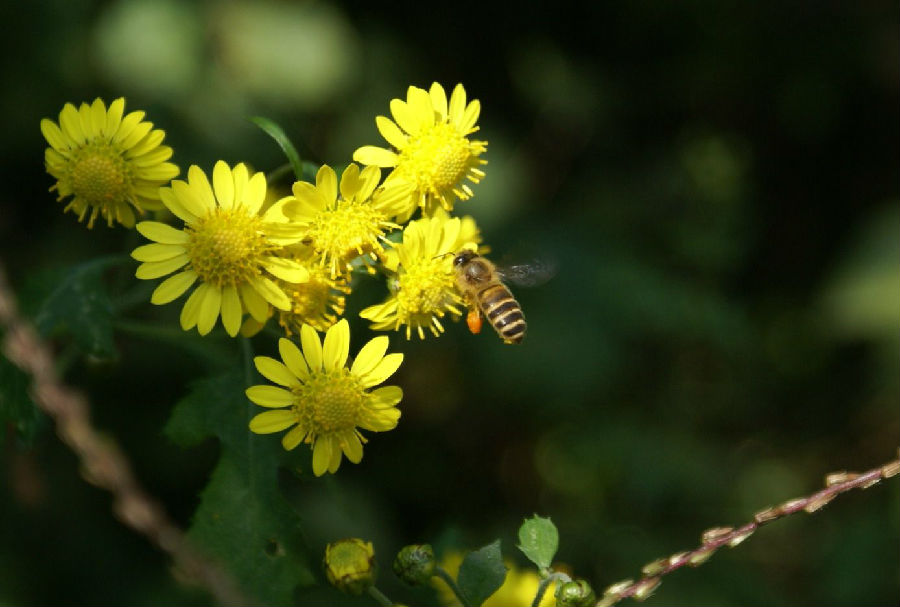 ���������ڰ��ص���������