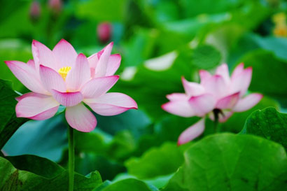 �������ð��Ů��_��ʦʩ������Ϊ��