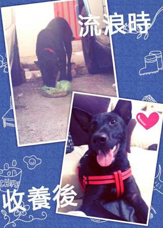 女孩遇4名歹徒被流浪狗救下_经常喂食获其报恩 女孩遇4名歹徒被流浪狗救下_经常喂食获其报恩