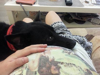 女孩遇4名歹徒被流浪狗救下_经常喂食获其报恩 女孩遇4名歹徒被流浪狗救下_经常喂食获其报恩