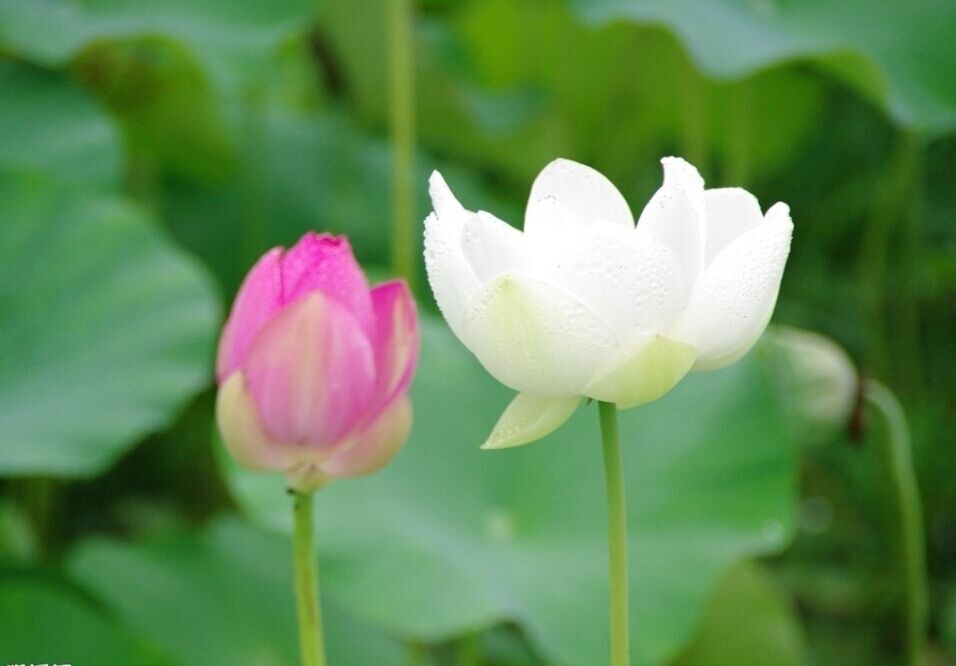 ��������Сѧ����ѧ���о������ڵߵ��������й����Ի������