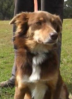 流浪犬救遭性侵女孩_细数狗狗感人事迹 流浪犬救遭性侵女孩_细数狗狗感人事迹