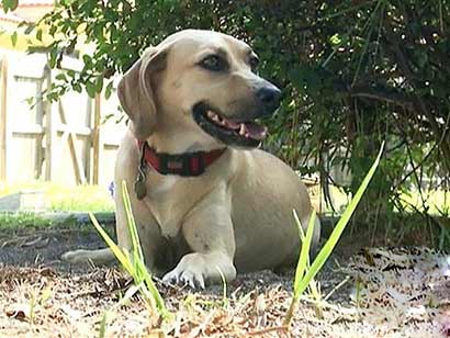 流浪犬救遭性侵女孩_细数狗狗感人事迹 流浪犬救遭性侵女孩_细数狗狗感人事迹