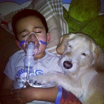 流浪犬救遭性侵女孩_细数狗狗感人事迹 流浪犬救遭性侵女孩_细数狗狗感人事迹