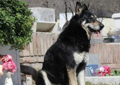 流浪犬救遭性侵女孩_细数狗狗感人事迹 流浪犬救遭性侵女孩_细数狗狗感人事迹