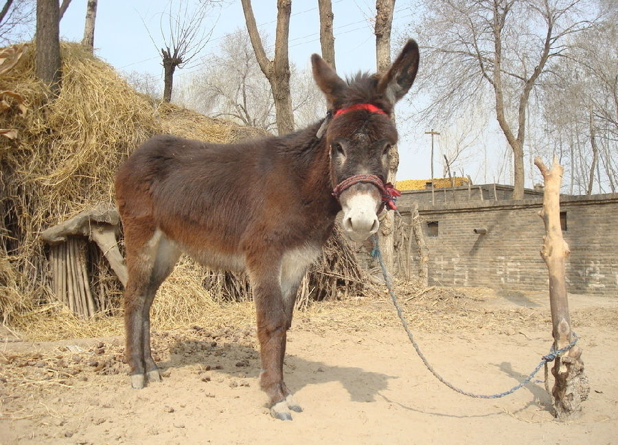 �ִ����ʵ¼��ë¿��ծ