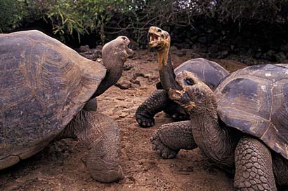 佛陀口述前世轮回经历_这一世是一只龟王 佛陀口述前世轮回经历_这一世是一只龟王