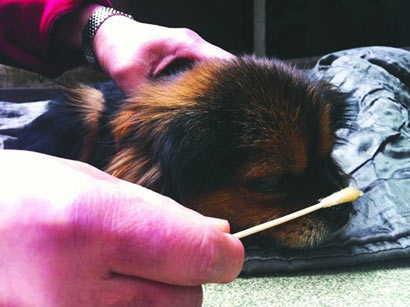 主人暴毙_小狗苦守灵堂绝食16天殉主 主人暴毙_小狗苦守灵堂绝食16天殉主