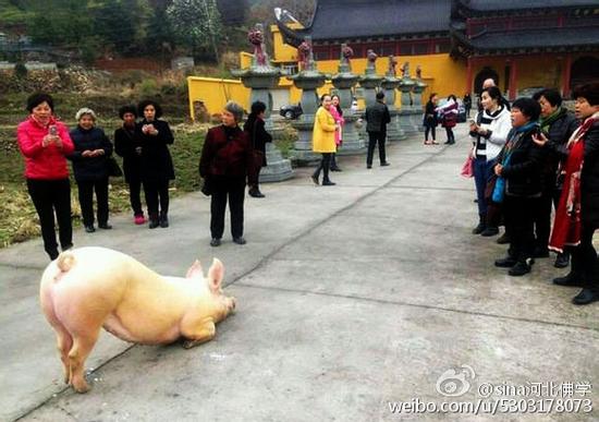 “拜佛猪”是有病吗? “拜佛猪”是有病吗?