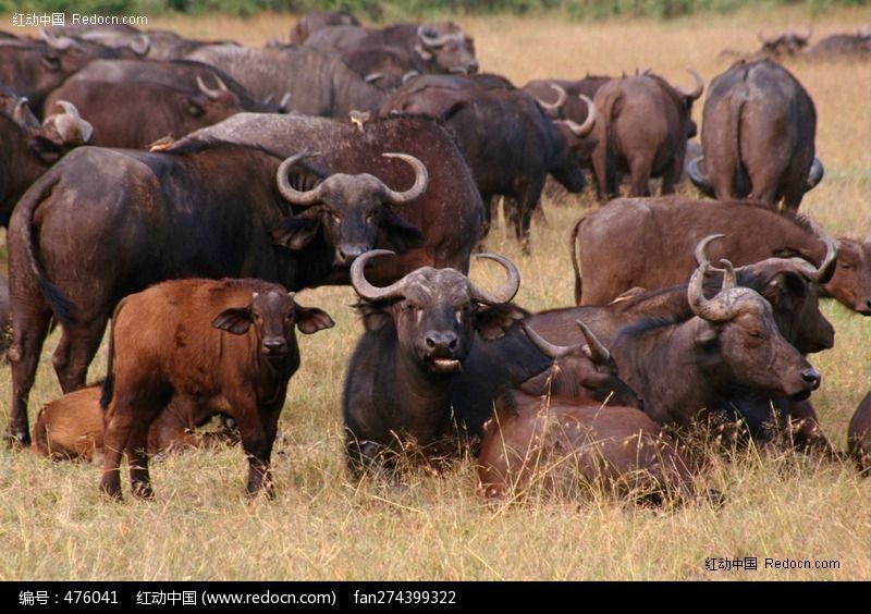 从事真皮沙发行当,被杀牛族众生寻仇,家具厂老板深切痛悔。 从事真皮沙发行当,被杀牛族众生寻仇,家具厂老板深切痛悔。