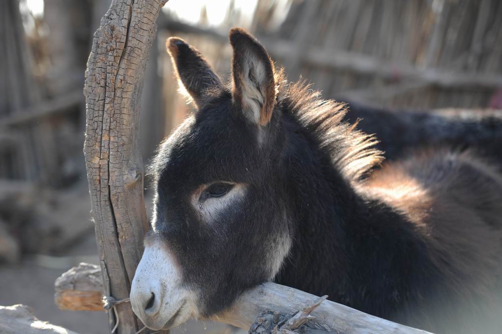房地产老总投胎做驴的轮回故事 房地产老总投胎做驴的轮回故事