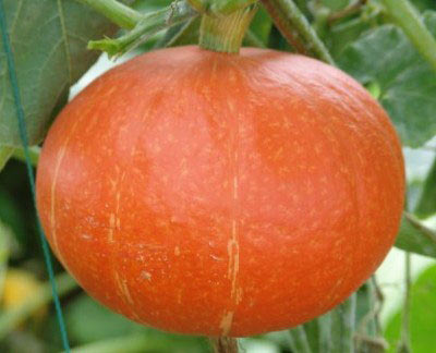 谁说补血必须靠阿胶!这三种素食不输阿胶你造吗 谁说补血必须靠阿胶!这三种素食不输阿胶你造吗