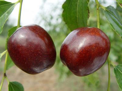 值得收藏一辈子!秋季水果蔬菜营养冠军榜 值得收藏一辈子!秋季水果蔬菜营养冠军榜