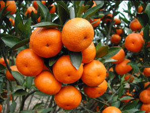 值得收藏一辈子!秋季水果蔬菜营养冠军榜 值得收藏一辈子!秋季水果蔬菜营养冠军榜