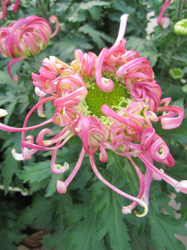 ѧ���ʮ���������ⲻ�ᴦ������ᵽ�ˡ��󲻵ÿࡱ��ζ