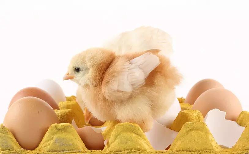 印光大师:吃素佛弟子,可以吃鸡蛋吗? 印光大师:吃素佛弟子,可以吃鸡蛋吗?