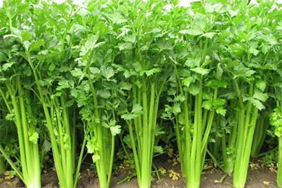 水果蔬菜齐上阵补钙到底哪家强? 水果蔬菜齐上阵补钙到底哪家强?