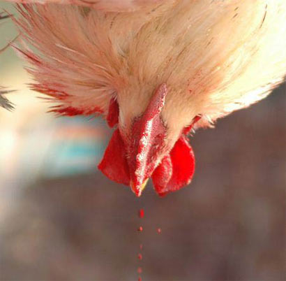 震惊:肉食背后的25个真相 震惊:肉食背后的25个真相