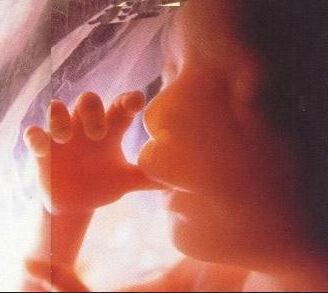 婴儿一入胎就已经有生命,3000年前的佛陀的话正在被科学验证 婴儿一入胎就已经有生命,3000年前的佛陀的话正在被科学验证