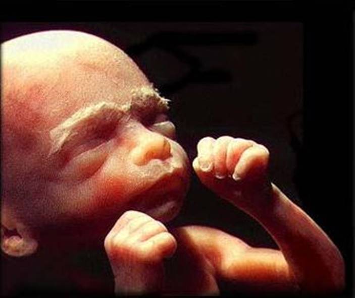 婴儿一入胎就已经有生命,3000年前的佛陀的话正在被科学验证 婴儿一入胎就已经有生命,3000年前的佛陀的话正在被科学验证