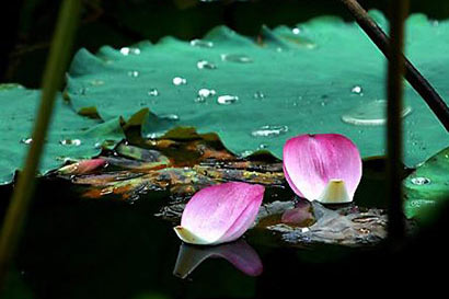 �����˼��оŸ����Ӿ�Ȼ�������