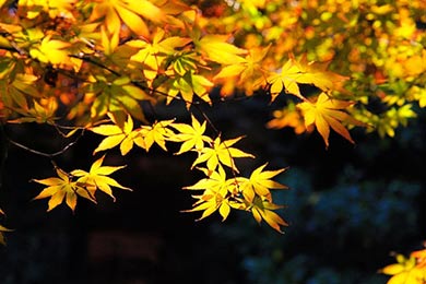 ����˵��������ʵһֱ����"ƭ��"