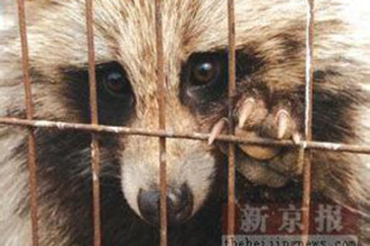 奢华背后的血泪——这个冬天_我们一起拒绝皮草 奢华背后的血泪——这个冬天_我们一起拒绝皮草