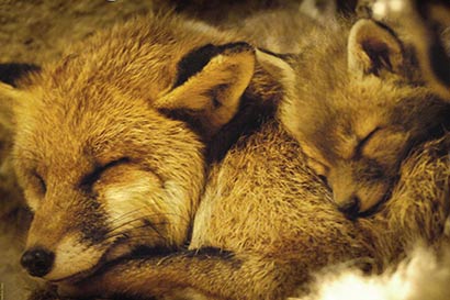 奢华背后的血泪——这个冬天_我们一起拒绝皮草 奢华背后的血泪——这个冬天_我们一起拒绝皮草