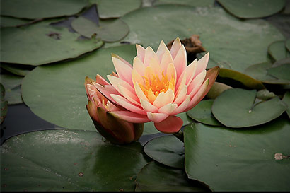 释迦牟尼在世间到底度化了多少众生? 释迦牟尼在世间到底度化了多少众生?