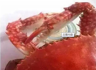 螃蟹为什么会做出这样令人惊叹的行为 螃蟹为什么会做出这样令人惊叹的行为