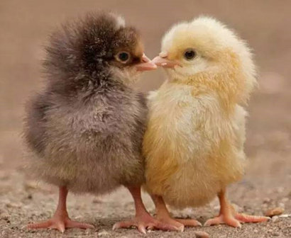 ��������ǰ���ܲ������ĵ��ݽ�:�������Ӳ˵��ϳ�����