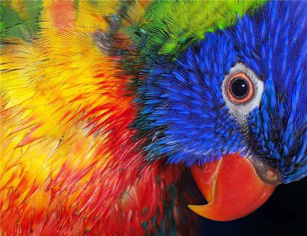 死去丈夫投胎成鹦鹉被妻子买回,没想到它说话让太太吃惊不已 死去丈夫投胎成鹦鹉被妻子买回,没想到它说话让太太吃惊不已