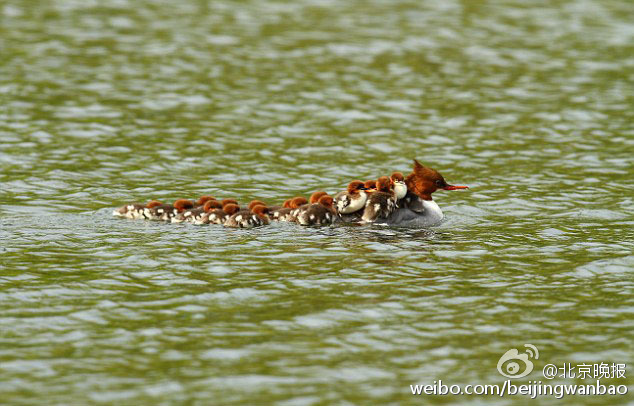 Ӣ��һĸѼ��16ֻСѼ���ӣ��Ȼ�����(ͼ)