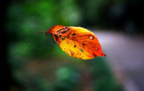 ������ƫƫ����_������ƫƫ����������