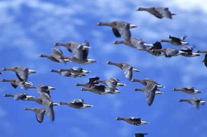 ʶ����ҵ��