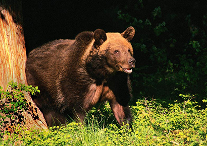 ���ܴ��ľȻ�������_���⿳����ɱ��