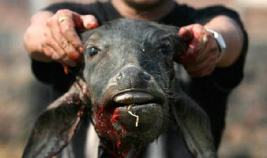 印光大师:为何战争灾疫多与杀生吃肉有关? 印光大师:为何战争灾疫多与杀生吃肉有关?