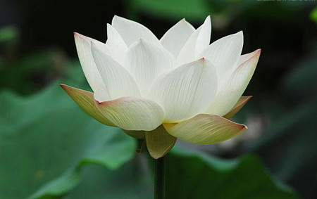 不可思议!修习《法华经》可以让人所求满愿 不可思议!修习《法华经》可以让人所求满愿