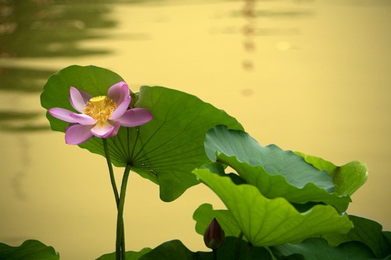 ����ٺ�δ�Ѹ���