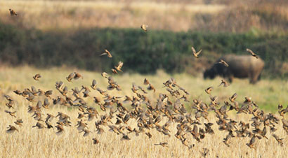 ��ȸ֪��ͼ��_�ȳ�һ�Ҷ�ʮ����