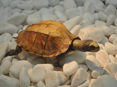 �ڹ��ж�_���������˴Ӵ˸���