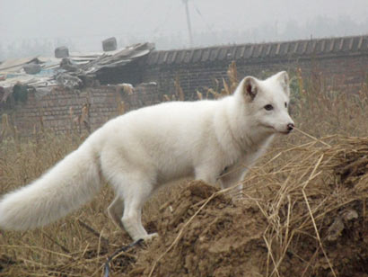 唐山大地震当夜一只狐狸报恩救人 唐山大地震当夜一只狐狸报恩救人