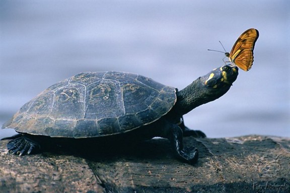 杀食巨蟒灵龟引发怪事连连 杀食巨蟒灵龟引发怪事连连
