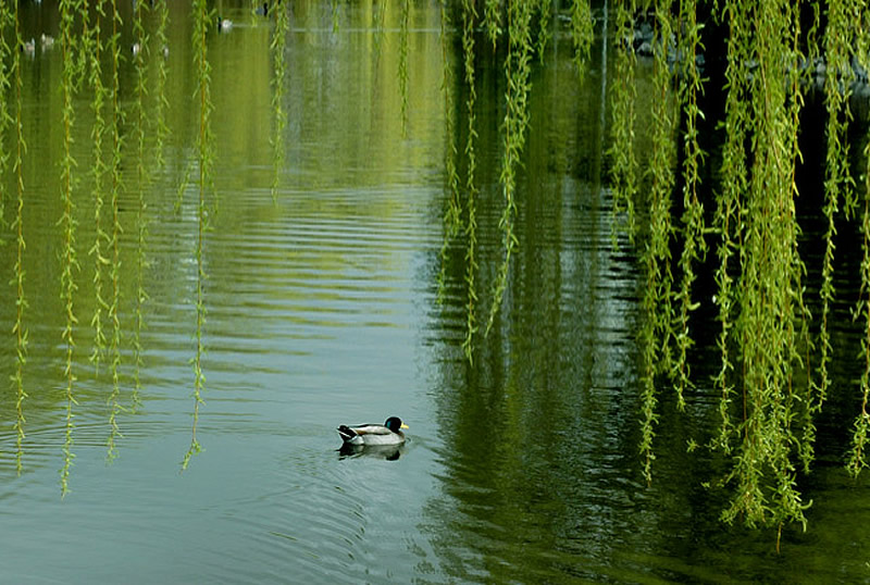 ������ѧ�����ӹ桷���յ���ħ��Ȼ��ţ���������Ϊ�ǵ�ִ��